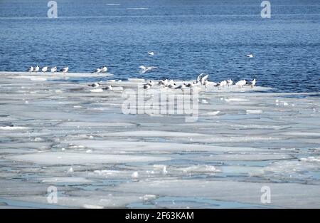 Lot of  wild seagulls sit on an ice floes floating in cold blue open water in bright sunny spring day horizontal view Stock Photo