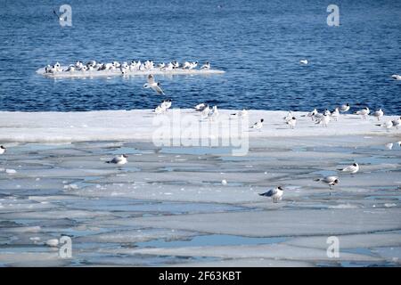 Lot of  wild seagulls sit on an ice floes floating in cold blue open water in bright sunny spring day horizontal view Stock Photo