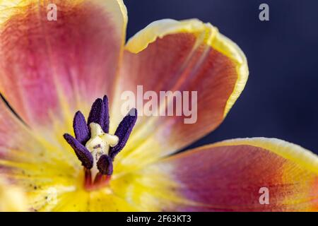 Macro photography Pink and yellow open tulip showing, stigma, pistils, anther, pollen. Stock Photo