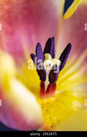 Macro photography Pink and yellow open tulip showing, stigma, pistils, anther, pollen. Stock Photo