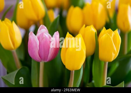 Close up of pink tulip flower between yellow colored tulips on field with a bokeh or blurred  background. Stock Photo