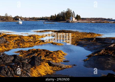 Seaweed on stratified stone at Blue Rocks in Nova Scotia, Canada. A boat floats off the shoreline. Stock Photo