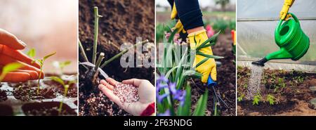 Spring agriculture gardening collage. Fertilizing planting growing seedlings taking care of flowers watering sprouts in greenhouse Stock Photo