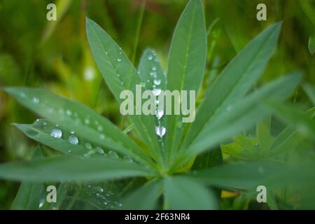 Large, green leaves of lupine (Lupinus polyphyllus) covered with drops of dew. Stock Photo