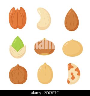 Nuts mix set collection. Vector flat cartoon illustration icon design. Isolated on white background. Peanut, hazelnut, walnut, Brazil nut, pistachio, cashew, pecan, almond bundle concept Stock Vector