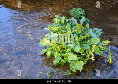 Ficaria verna, formerly Ranunculus ficaria, commonly known as lesser celandine or pilewort in shallow water of mountain creek in early spring Stock Photo