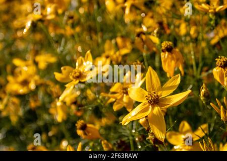 Yellow flowering whorled tickseed (Coreopsis verticillata), closeup and selective focus Stock Photo