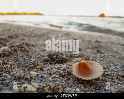 close up of sea shell on the beach, selective focus. Macro shot of shell on sand at the ocean water Stock Photo