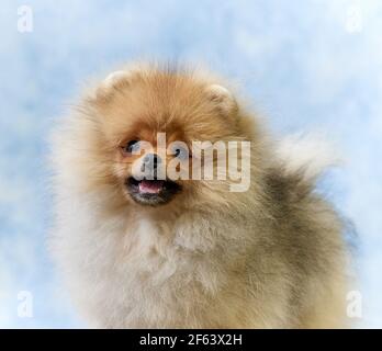 portrait of miniature pomeranian spitz puppy Stock Photo