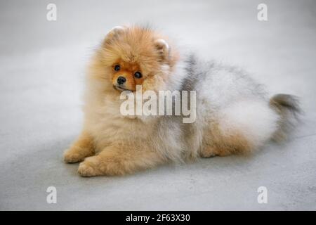 portrait of miniature pomeranian spitz puppy Stock Photo