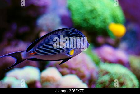Sohal surgeonfish tang - Acanthurus sohal Stock Photo