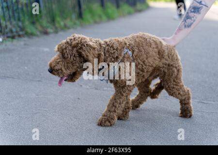hungarian poodle on lead out in the Greenwich Park Stock Photo