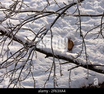 A hare in a winter pasture, Hawes, Wensleydale, Yorkshire Dales National Park Stock Photo