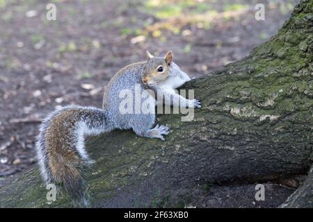 Squirrel in London greenwich Park Stock Photo