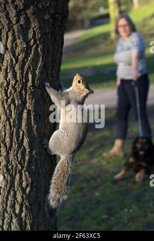 A dog climbs a tree in a park in the city of Kronstadt, outside St ...