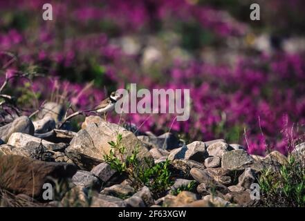 Semipalmated Plover, Charadrius semipalmatus, adult in breeding plumage on its tundra nesting grounds in Gates of the Arctic National Park, Brooks Ran Stock Photo