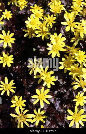 Ranunculus ficaria ‘Brazen Hussy’ Lesser celandine Brazen Hussy – yellow glossy star-shaped flowers on short green stems,  March, England, UK Stock Photo