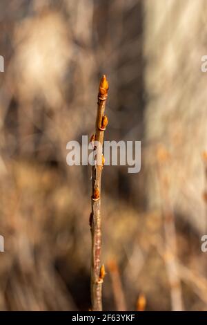 Close up defocused abstract macro view of a single alpine currant bush twig with buds in early spring Stock Photo