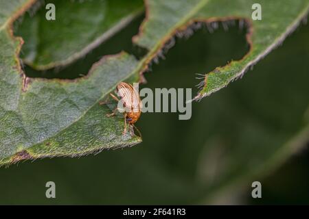 Grape Colaspis beetle eating soybean plant leaf causing damage and injury. Concept of agriculture crop insect and pest control and management, yield l Stock Photo