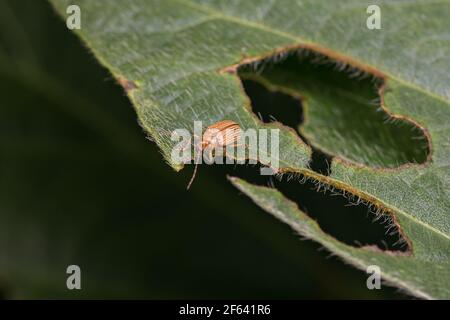 Grape Colaspis beetle eating soybean plant leaf causing damage and injury. Concept of agriculture crop insect and pest control and management, yield l Stock Photo