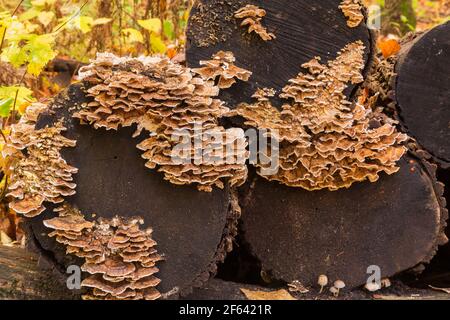 Light brown and tan wild mushroom growing on dead tree trunks Stock Photo