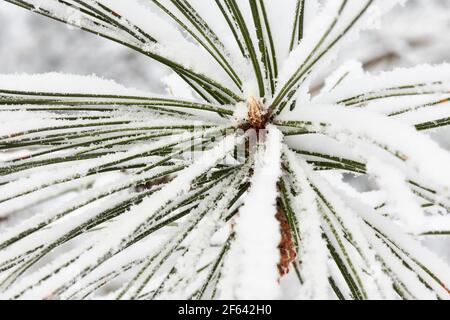 snow covered pine needles Stock Photo