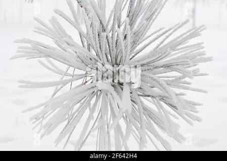 pine needles covered in snow Stock Photo