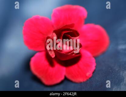 Dianthus red flower blossom close up family caryophyllaceae modern background high quality print Stock Photo
