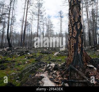 Damage on burnt pine tree after black woodpecker, Dryocopus martius in search after long horn beetle larva Stock Photo