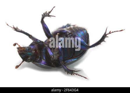 Earth-boring dung beetle, Geotrupes stercorosus isolated on white background Stock Photo