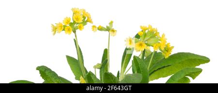 Blooming cowslips, Primula veris, isolated on white background Stock Photo
