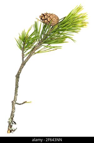 Fir, Pinus sylvestris twig with cone isolated on white background Stock Photo