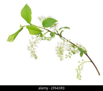 Blooming bird cherry, Prunus padus isolated on white background Stock Photo