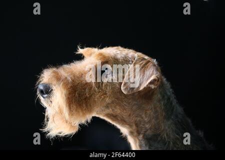 Airedale Terrier head study Stock Photo
