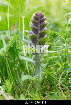 Pyramidal bugle, Ajuga pyramidalis Stock Photo