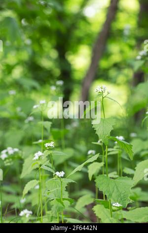 Garlic mustard, Alliaria petiolata