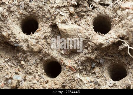 Holes in sand containing green tiger beetle, Cicindela campestris larva Stock Photo