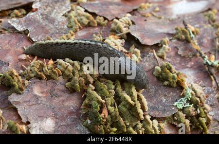 Black keel back slug, Limax cinereoniger feeding on mushroom Stock Photo