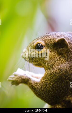 Squirrel eating some leaves at the Botanic Gardens in Singapore. Stock Photo