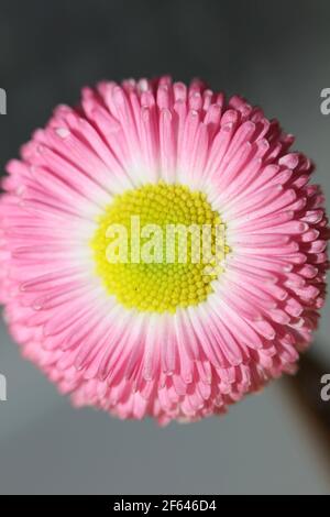 Close up flower blossom Bellis perennis L. family compositae modern background high quality print Stock Photo
