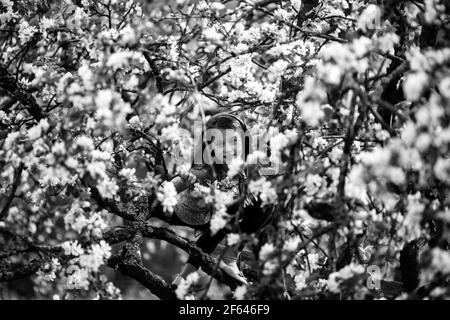 Little girl hid in the branches of a blossoming Apple tree. Black and white photo. Stock Photo