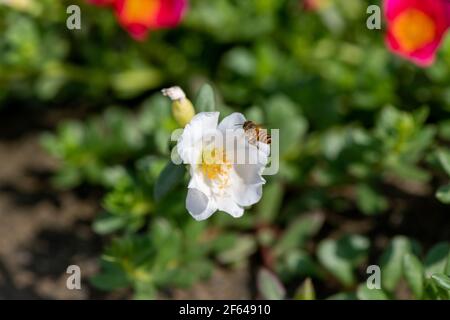 Honey bee in Portulaca grandiflora flower carrying pollens from one flower to another and collecting honey Stock Photo