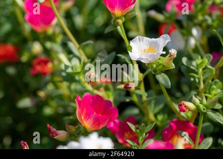 Honey bee in Portulaca grandiflora flower carrying pollens from one flower to another and collecting honey Stock Photo