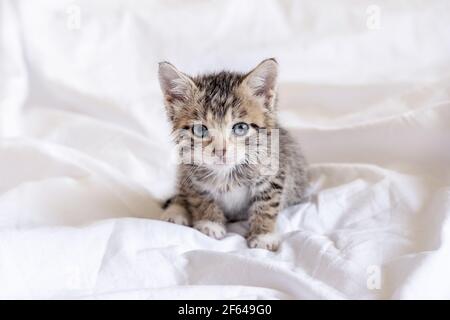 Funny wet striped tabby cute kitten sitting after taking bath on white bed. Clean kitty pet.  Stock Photo