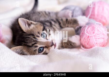 Striped cat playing with pink and grey balls skeins of thread on white bed. Little curious kitten lying over white blanket looking at camera Stock Photo