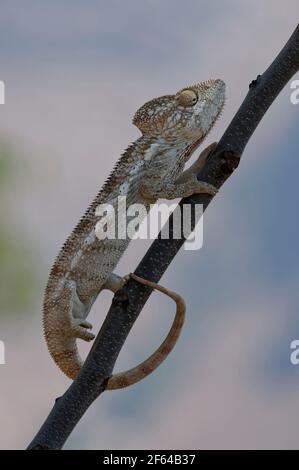 Malagasy giant chameleon (Furcifer oustaleti) - Madagascar Stock Photo