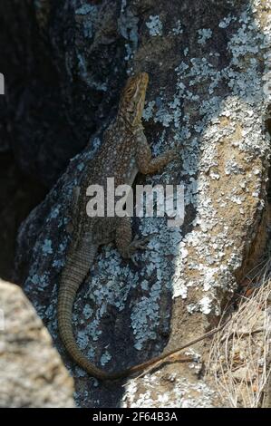 Duméril's Madagascar Swift or Madagascar spotted spiny-tailed iguana (Oplurus quadrimaculatus) - Madagascar Stock Photo