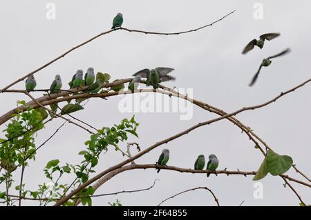 Grey-headed Lovebird (Agapornis canus) - Madagascar Stock Photo