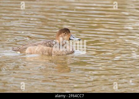 Redhead (Aythya americana) duck swimming on lake in Long Island, New York Stock Photo