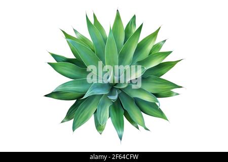 Top View of Fox Tail Agave Plant Isolated on White Background with Clipping Path Stock Photo